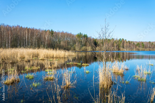 A small forest lake in the early morning in Sunny weather.