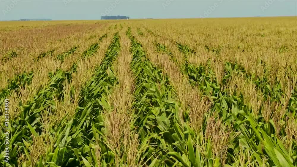 Corn crops Corn crops