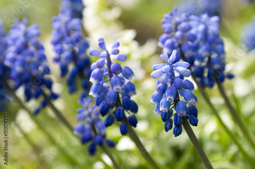 Muscari armeniacum, blue spring bubous flowers in bloom