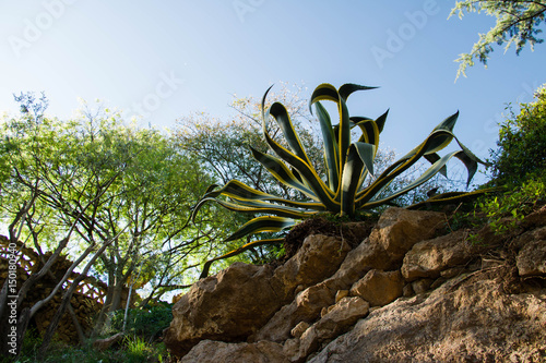 Aloe plant growing in botanical garden Barcelona, Spain