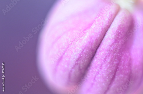 bud makro