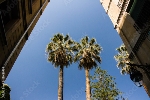 Palm trees on a street to residential buildings in Barcelona, Spain