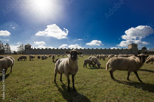 Schafe in Xanten