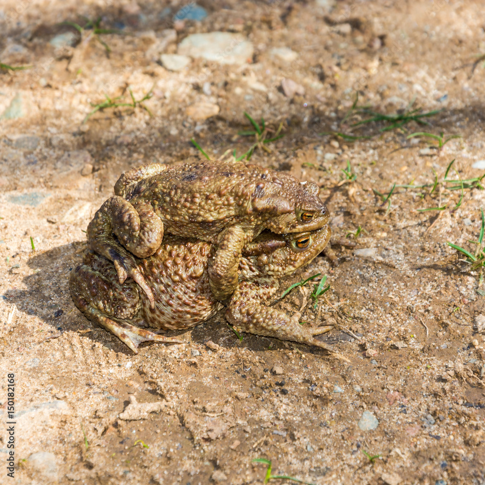 Mating games of frogs on earth. Mating games of frogs on earth.