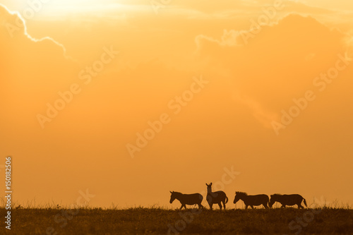 Serengeti Sunset Silhouette
