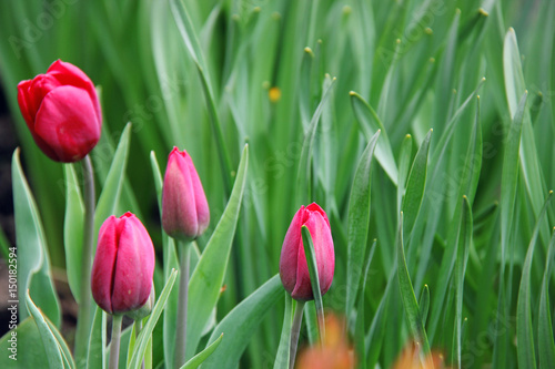 Fototapeta Pink tulips in the garden