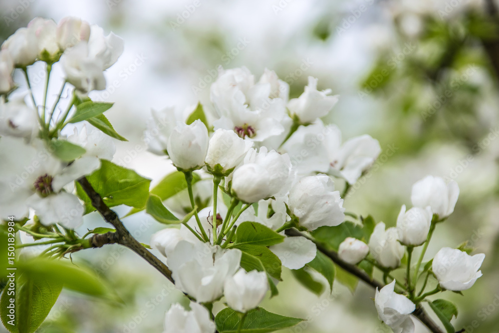 White apple tree flowers closeup. Blooming flowers in a sunny spring day background. White apple tree flowers closeup. Blooming flowers in a sunny spring day background.
