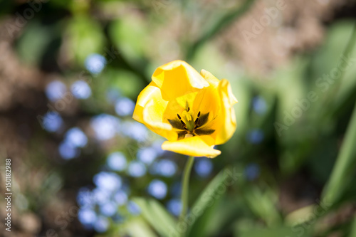 Blumen im Garten   Flowers in the Garden