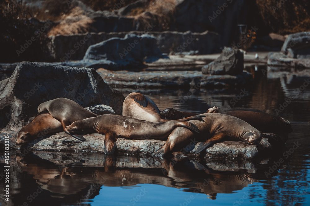 Fototapeta premium Seelöwen im Zoo