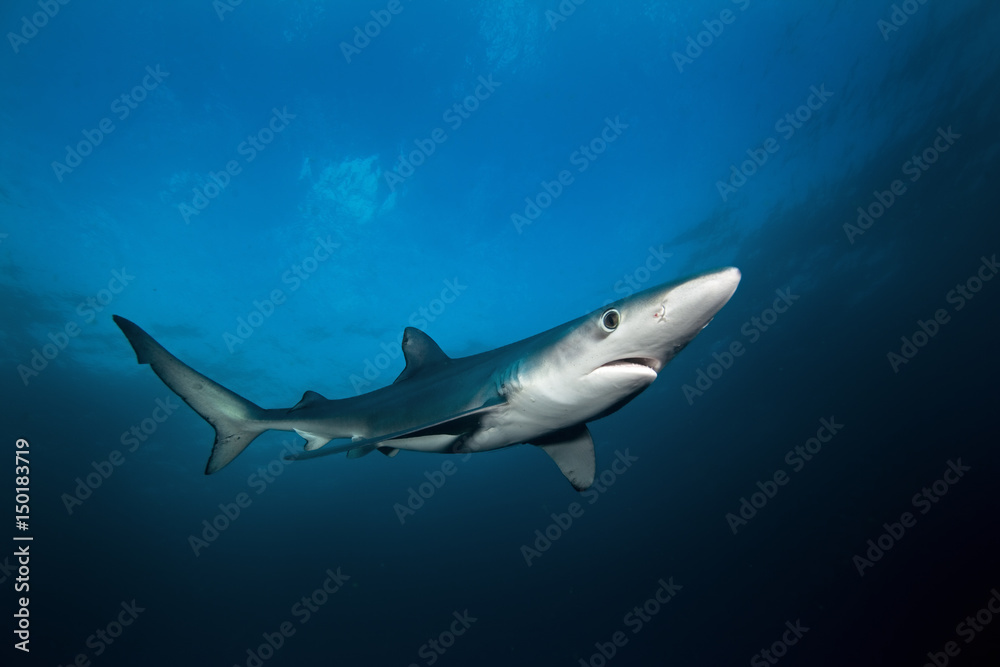 Fototapeta premium Błękitny rekin, prionace glauca, Ocean Atlantycki