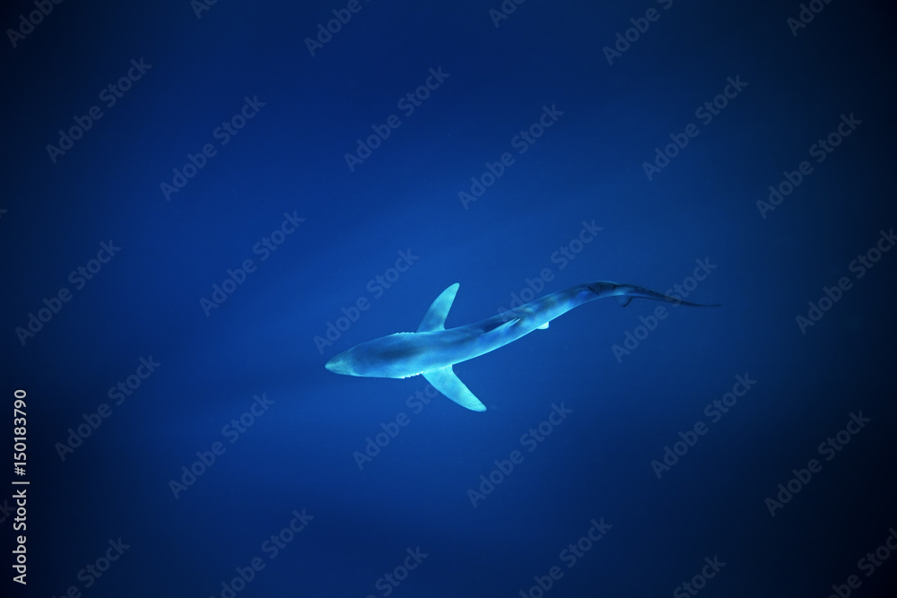Blue shark, prionace glauca, Atlantic ocean Blue shark, prionace glauca, Atlantic ocean