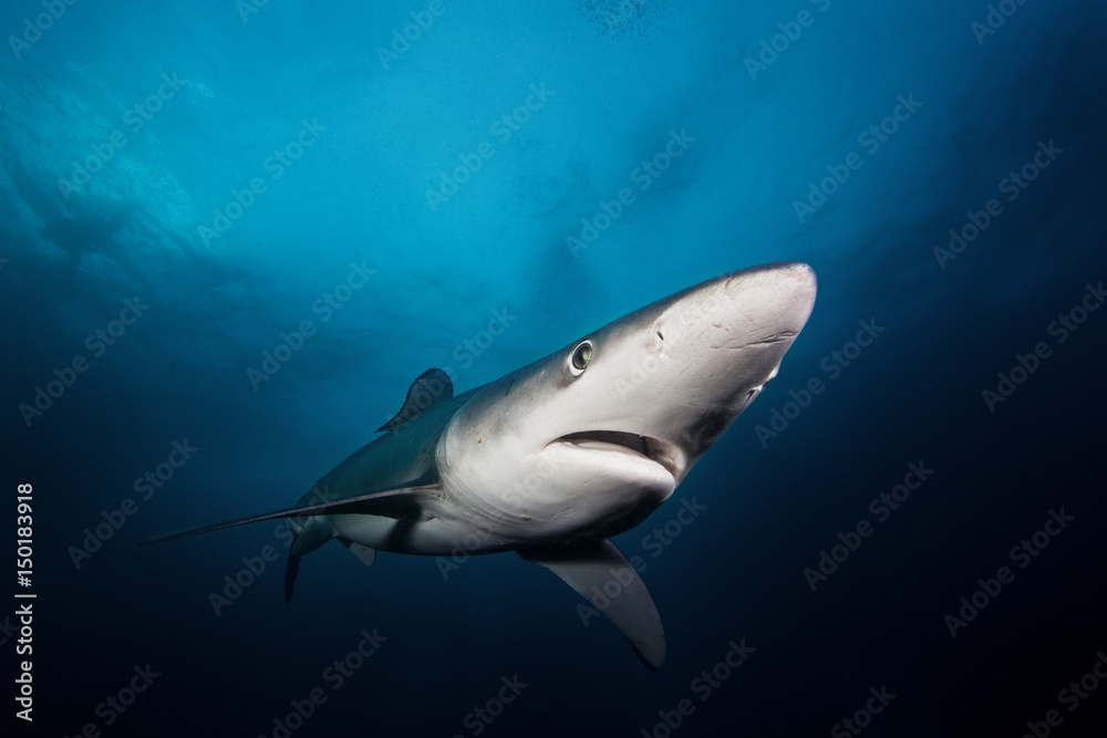 Obraz premium Blue shark, prionace glauca, Atlantic ocean