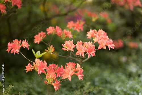 In the gardens