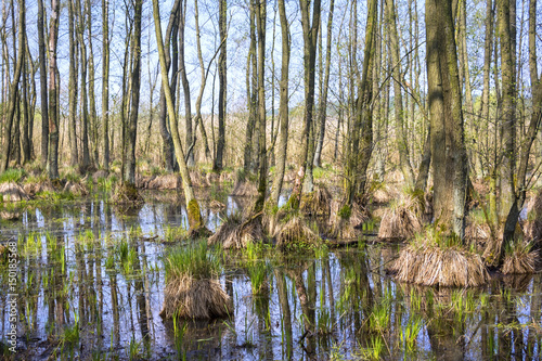 Swamp  or carr  in early springtime