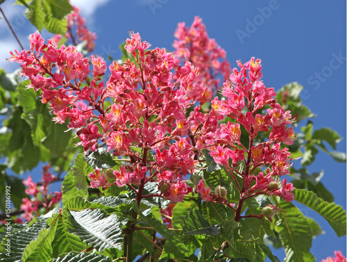 Fleurs de marronnier