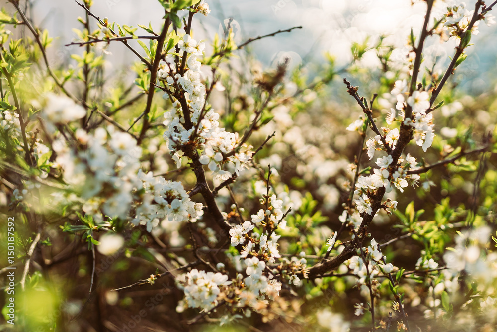 White blossoms on branches - spring and summer White blossoms on branches - spring and summer