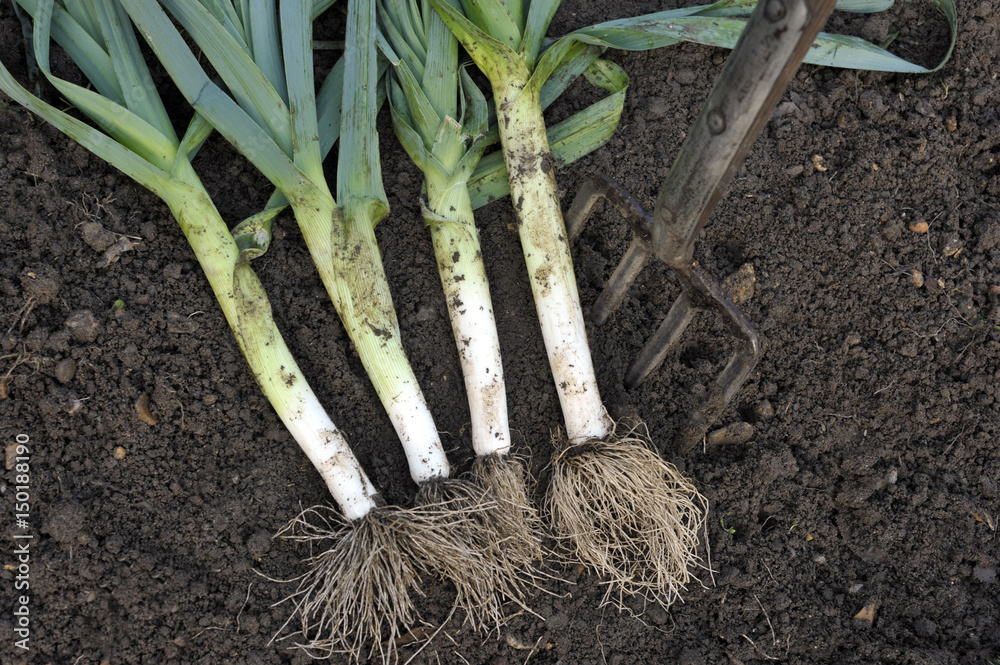 Leeks