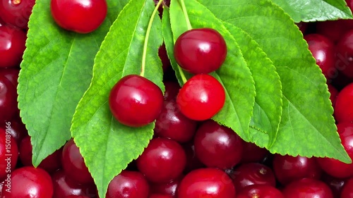 ripe cherries intro motion slow