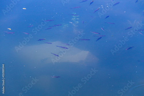 Small fish swim in blue water of the lake © olyasolodenko