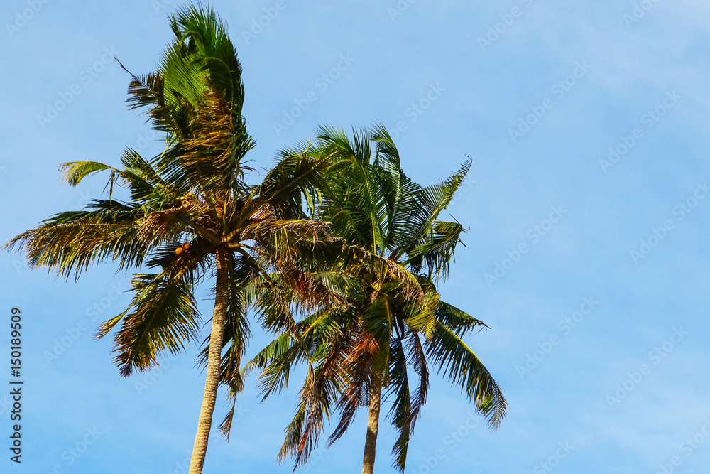 Two palm trees against the blue sky, their branches are blown by the wind Two palm trees against the blue sky, their branches are blown by the wind