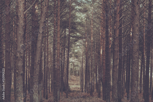 forest © Aperture Vintage