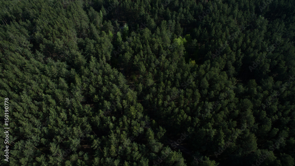 Photo from the quadrocopter of coniferous forest in summer