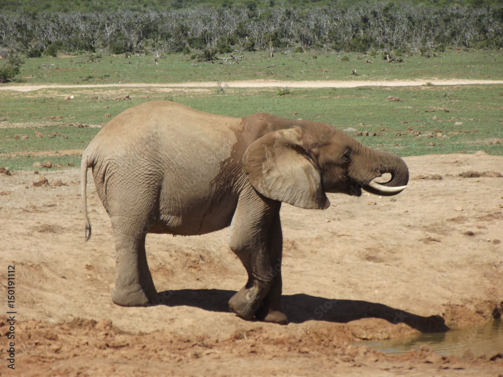 Fototapeta premium Addo Elephant Park, South Africa. The males are often alone, the females live in groups with young elephants. Due to a mutation in the breed, the females do not have butt teeth.