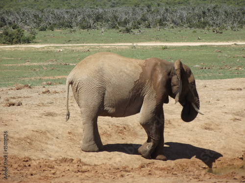 Addo Elephant Park, South Africa. The males are often alone, the females live in groups with young elephants. Due to a mutation in the breed, the females do not have butt teeth.