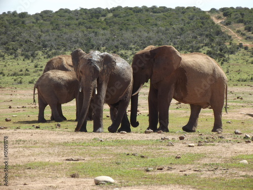 Addo Elephant Park  South Africa. The males are often alone  the females live in groups with young elephants. Due to a mutation in the breed  the females do not have butt teeth.