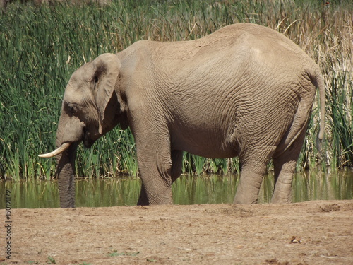 Addo Elephant Park, South Africa. The males are often alone, the females live in groups with young elephants. Due to a mutation in the breed, the females do not have butt teeth.