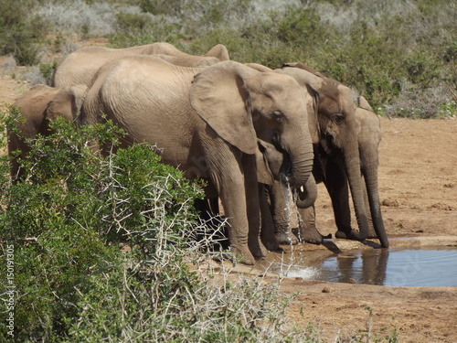 Addo Elephant Park, South Africa. The males are often alone, the females live in groups with young elephants. Due to a mutation in the breed, the females do not have butt teeth.