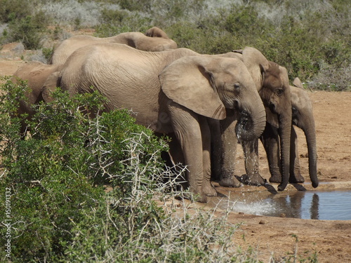 Addo Elephant Park, South Africa. The males are often alone, the females live in groups with young elephants. Due to a mutation in the breed, the females do not have butt teeth.