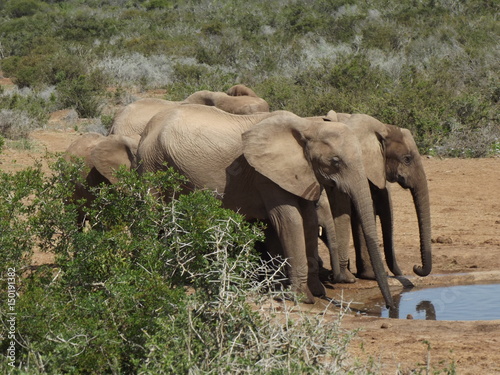 Addo Elephant Park, South Africa. The males are often alone, the females live in groups with young elephants. Due to a mutation in the breed, the females do not have butt teeth.