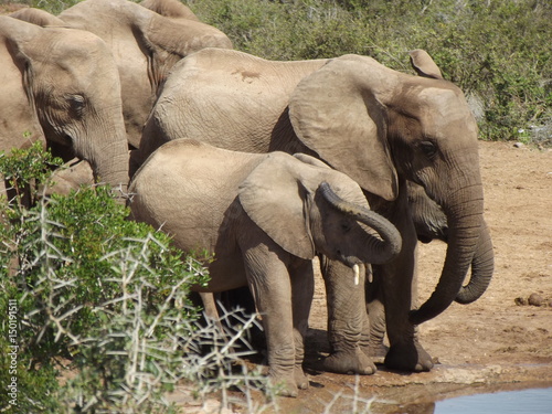 Addo Elephant Park, South Africa. The males are often alone, the females live in groups with young elephants. Due to a mutation in the breed, the females do not have butt teeth.