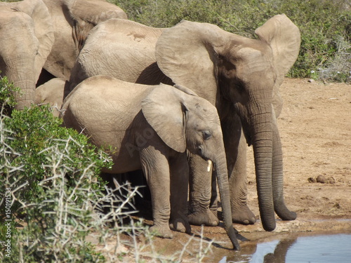 Addo Elephant Park, South Africa. The males are often alone, the females live in groups with young elephants. Due to a mutation in the breed, the females do not have butt teeth.