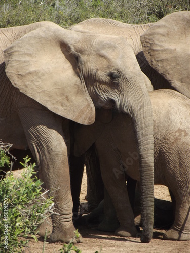 Addo Elephant Park, South Africa. The males are often alone, the females live in groups with young elephants. Due to a mutation in the breed, the females do not have butt teeth.