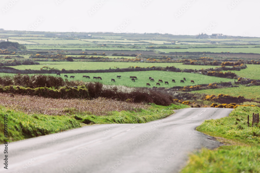 Road in Cornwall through countryside Road in Cornwall through countryside
