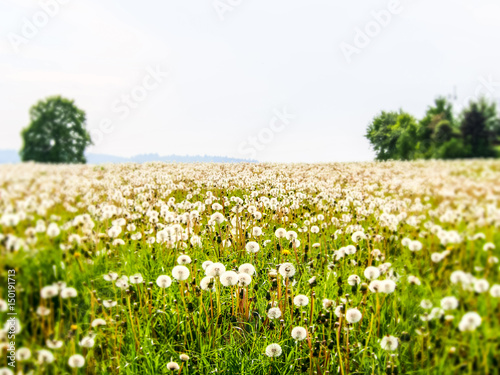 Pusteblumen auf Wiese