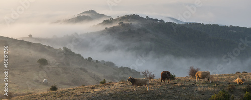 Konstfotografi Sunrise landscape at Coll de Serra Seca in the Catalan Pré-Pyrenees with cows in the foreground and with hills in a morning fog on the background