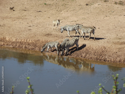 Addo Elephant Park, South Africa. The zebras in the park are the true savannah zebras with their shadow lines.