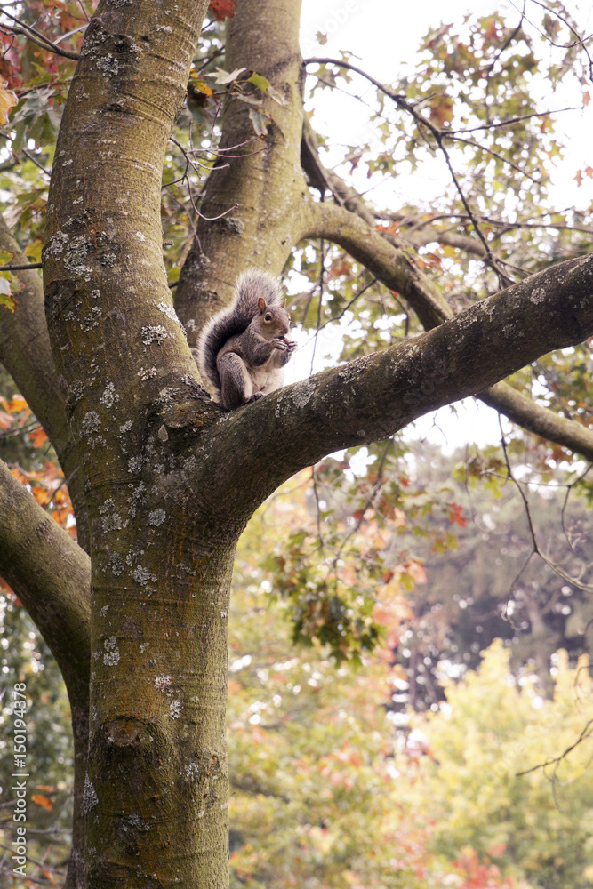 Obraz premium Ardilla en Cardiff