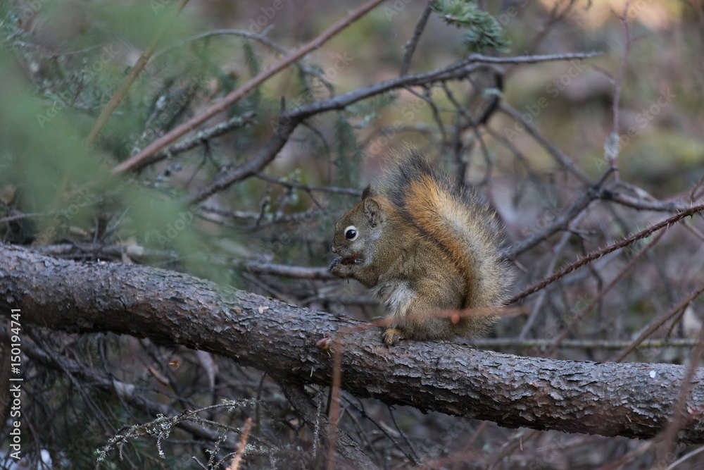 American Red Squirrel American Red Squirrel