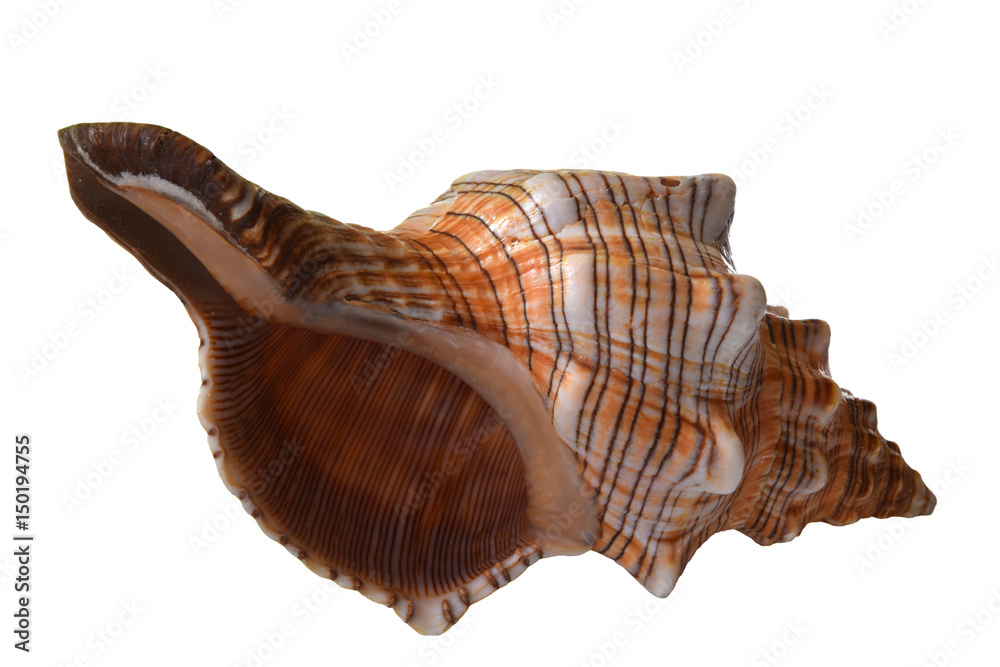 Pleuroploca gigantea shell isolated on a white background. Stock Photo