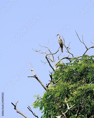 Snake Bird in the trees © drewrawcliffe