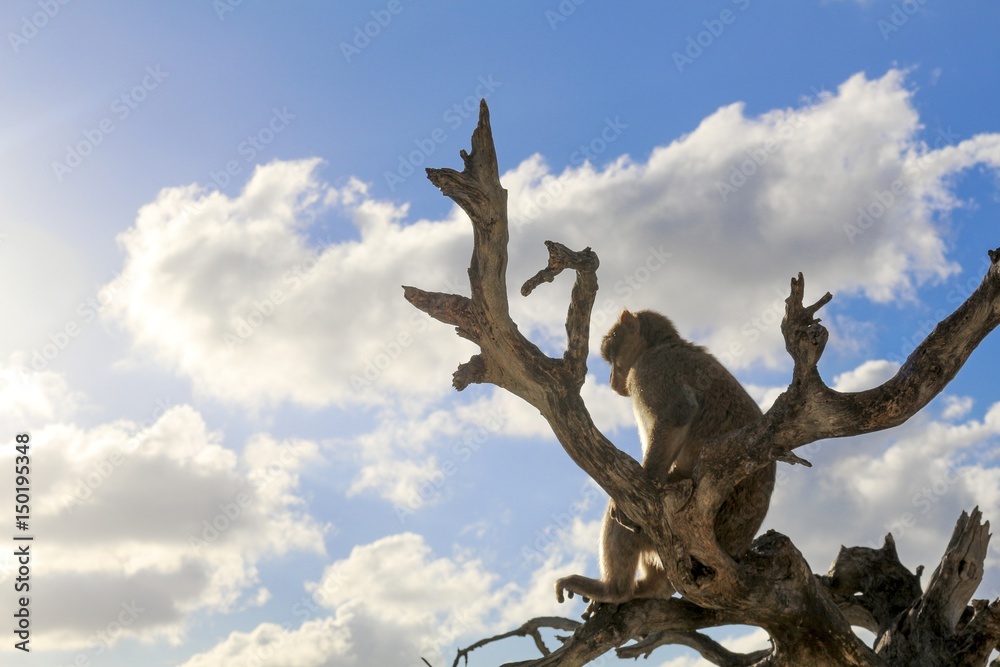 Paisaje de cielo azul con nubes y mono subido a una rama mirando.