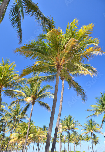 Palm trees in South Beach © Studio Barcelona