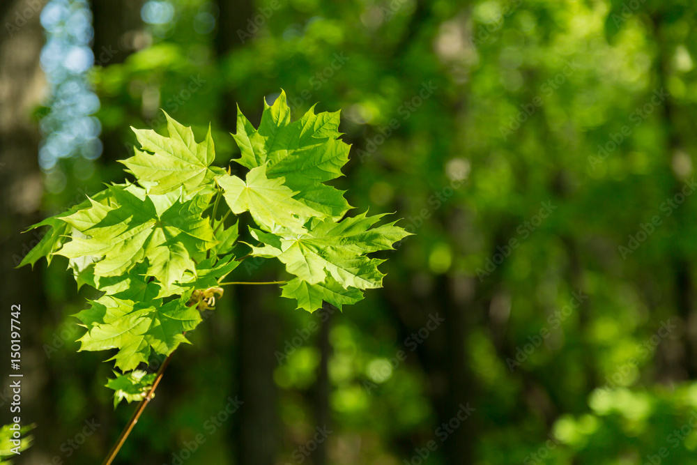 Young green maple leaves on blurred background. Young green maple leaves on blurred background.