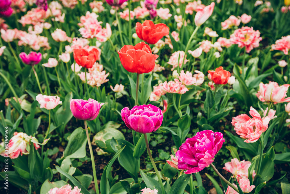 Tulip. Colorful tulips in spring on the flowerbed in the park Tulip. Colorful tulips in spring on the flowerbed in the park