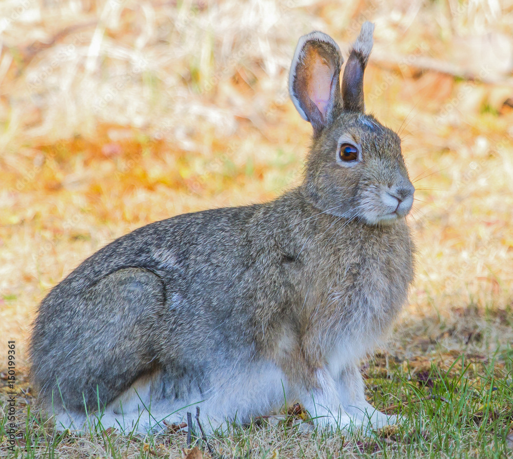 Fototapeta premium Alaskan Tundra Hare