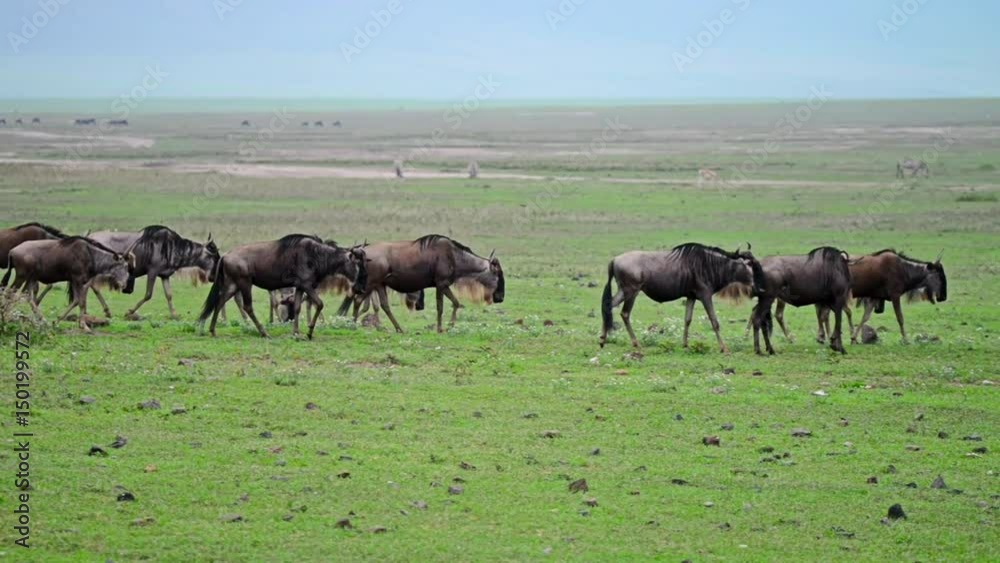 Wildebeests in Ngorongoro crater Wildebeests in Ngorongoro crater